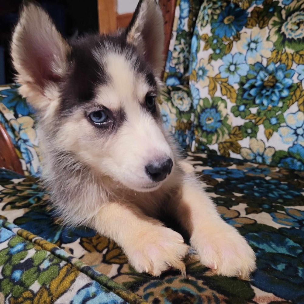 Pomsky